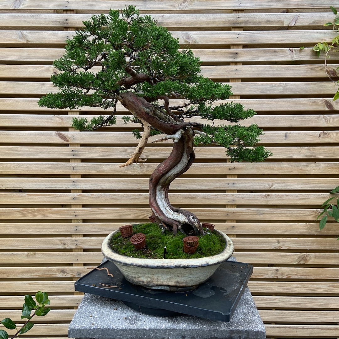 caz-bonzai-website-pine